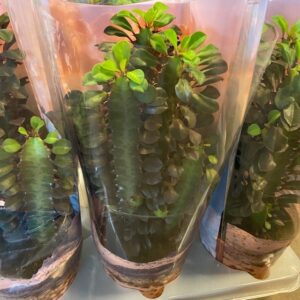 EUPHORBIA TRIGONA RUBRA RÖD x6