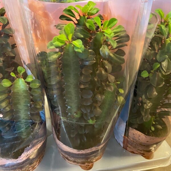 EUPHORBIA TRIGONA RUBRA RÖD x6
