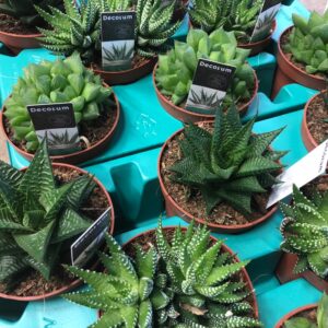 HAWORTHIA MIX 8CM x12
