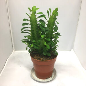 EUPHORBIA TRIGONA GRÖN K:12CM x6