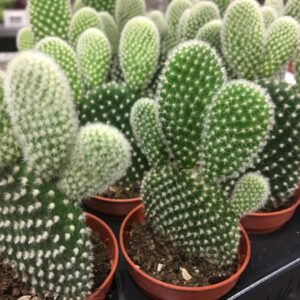 OPUNTIA MICRODASYS K:8,5CM x12