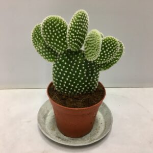 OPUNTIA MICRODASYS K:12CM x10