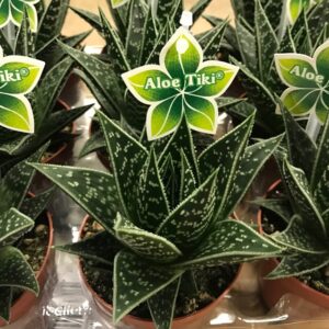 ALOE TIKI TAHI K:9CM x12