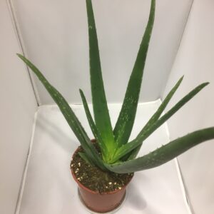ALOE VERA K:14CM x6