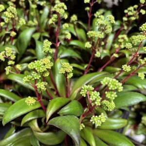 CRASSULA ROSULARIS ORBICULARIS K:10,5CM x10