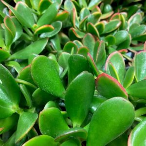CRASSULA SUNSET K:12CM x6