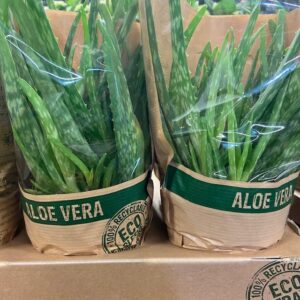 ALOE VERA K:12CM x6