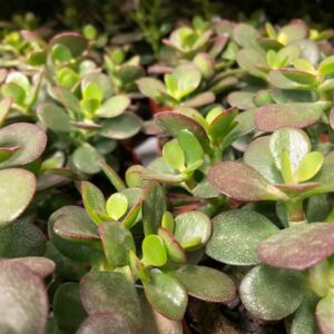 CRASSULA MINOR K:12CM x6