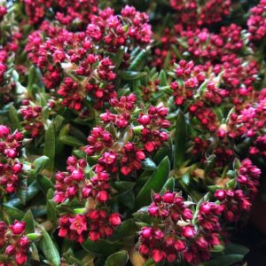 CRASSULA SCHMIDTI RÖD x10