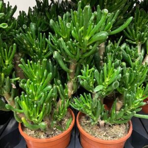 CRASSULA HORNTREE/HOBBIT K:17CM x6