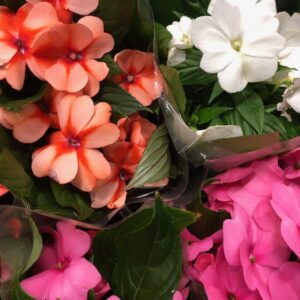 IMPATIENS NYA GUINEA x10