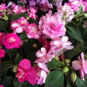IMPATIENS WALLERIANA x8