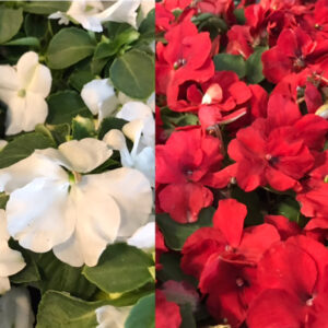 IMPATIENS PLANT LISA x24