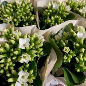 KALANCHOE MINI VIT x12