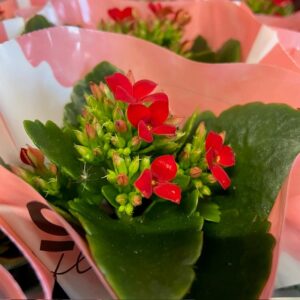 KALANCHOE MINI RÖD x12