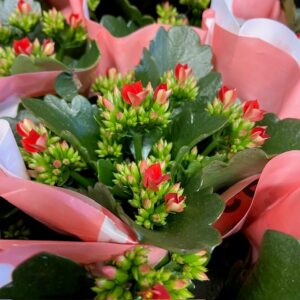 KALANCHOE RÖD x12