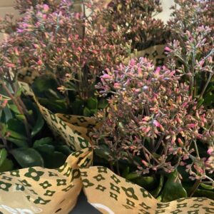 KALANCHOE SURPRISING CANYON K:10,5CM x8