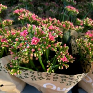 KALANCHOE LADYLIKE PINK K:10,5CM x8