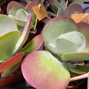 KALANCHOE THYRSIFLORA RED LIPS K:8,5CM x15