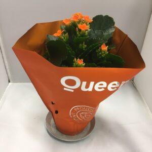 KALANCHOE ORANGE K:10,5CM x12