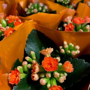 KALANDIVA MINI ORANGE x12