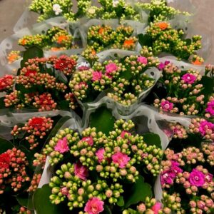 KALANCHOE MIXLÅDA K:9CM NL x12