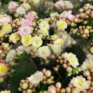 KALANCHOE MOZAIC TWEED K:10,5CM x10