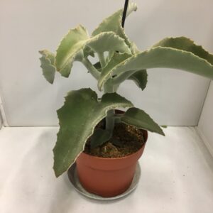 KALANCHOE BEHARENSIS K:13CM x6