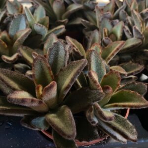 KALANCHOE TOMENTOSA BLAD MINI x20