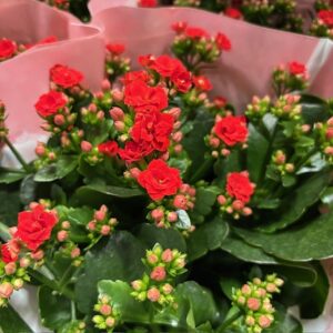 KALANDIVA RÖD K:13CM x6