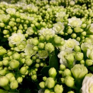 KALANDIVA VIT K:9CM x18