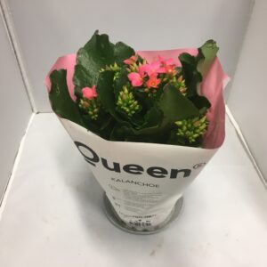 KALANCHOE ROSA x12