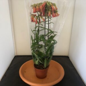 KALANCHOE LUCKY BELLS x6