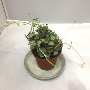 CEROPEGIA WOODII K:12CM x6