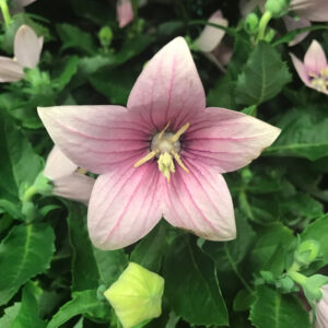 PLATYCODON/PRAKTKLOCKA ROSA x10