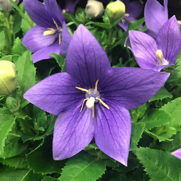 PLATYCODON/PRAKTKLOCKA BLÅ x10