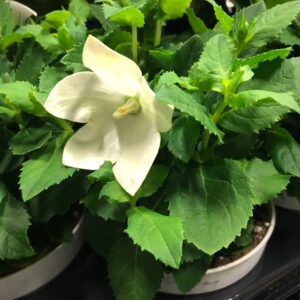 PLATYCODON/PRAKTKLOCKA VIT x10