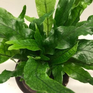 MICROSORUM CROCODYLLUS K:12CM x6