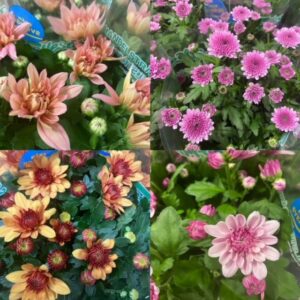 KRYSS 3-PL MIX FRILLE x12