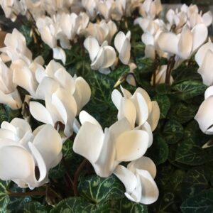 CYKLAMEN MIDI VIT x8