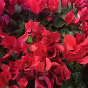 CYKLAMEN MIDI RÖD K:10,5CM x8