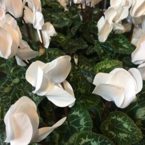 CYKLAMEN VIT K:12CM x8