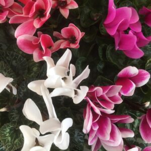 CYKLAMEN MIX DK x8