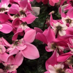 CYKLAMEN FLEUR VOUGE MIX K:12CM x8
