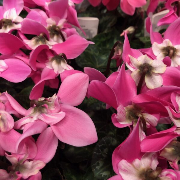 CYKLAMEN FLEUR VOUGE MIX K:12CM x8