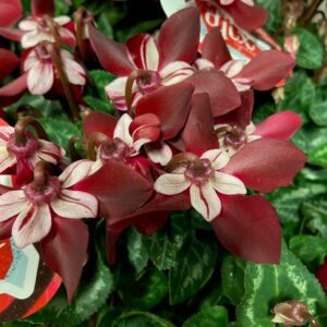 CYKLAMEN DJIX VINRÖD K:10,5CM x6