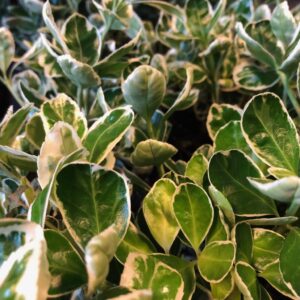 EUONYMUS EMERALD GOLD K:13CM x8