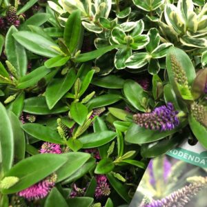 COPROSMA RUBY RED K:12CM x10