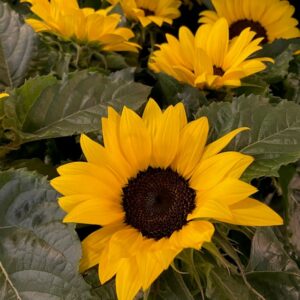 HELIANTHUS SOLROS KRUKA K:13CM x8