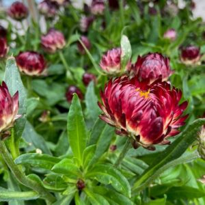 BRACTEANTHA ETERNELL MB SV x10